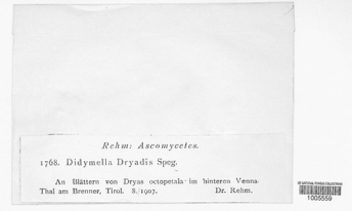 Didymella dryadis image